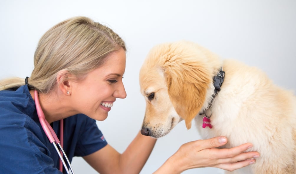Dr Claire Stevens greeting a golden retriever puppy